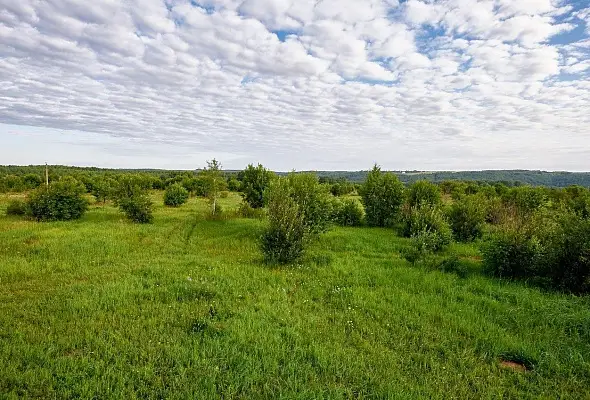 Лес и закон