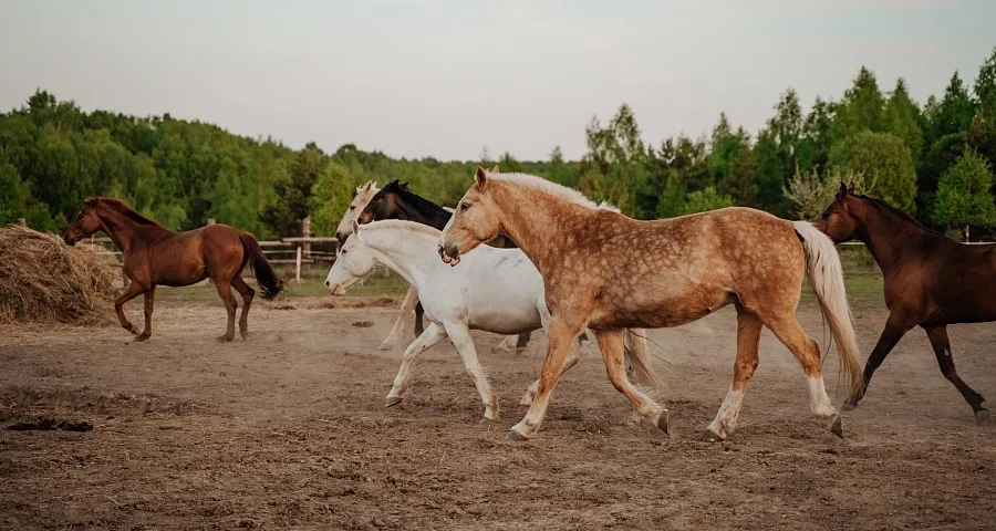 Дом-ковчег. Фото 8.